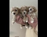 Mini maltipoo